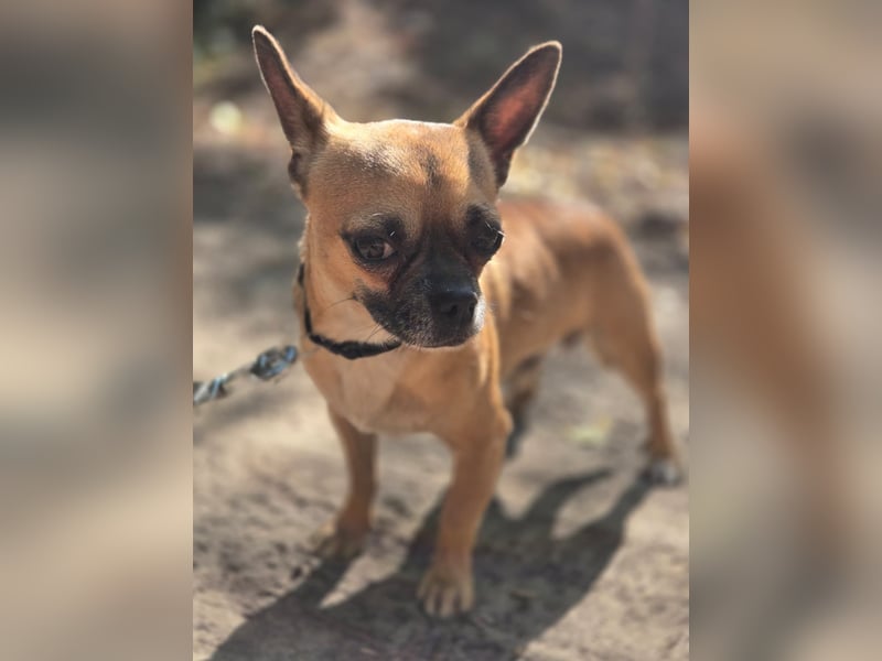 Ricsike, lieber, kleiner Chihuahua Mischlingsrüde geb. 04/2025