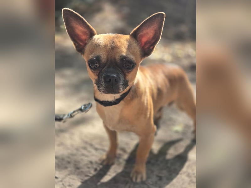 Ricsike, lieber, kleiner Chihuahua Mischlingsrüde geb. 04/2025