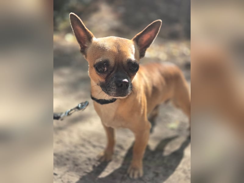 Ricsike, lieber, kleiner Chihuahua Mischlingsrüde geb. 04/2025