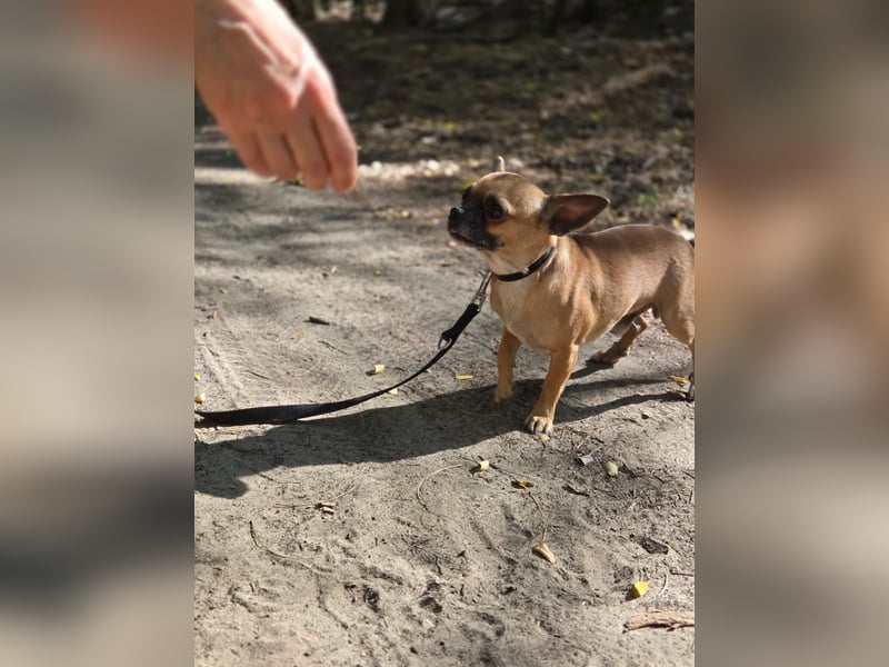 Ricsike, lieber, kleiner Chihuahua Mischlingsrüde geb. 04/2025