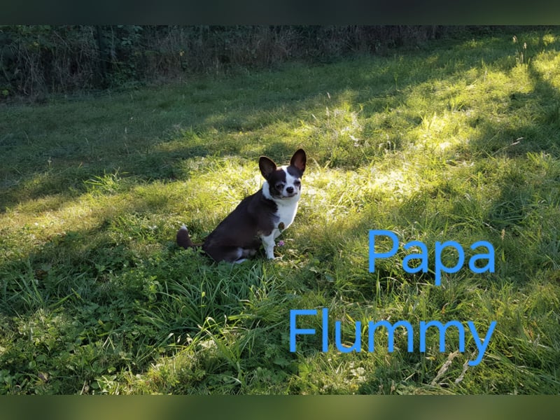 Chihuahuawelpen Desitiny, Disney und Deja vu suchen DICH auf Lebenszeit!