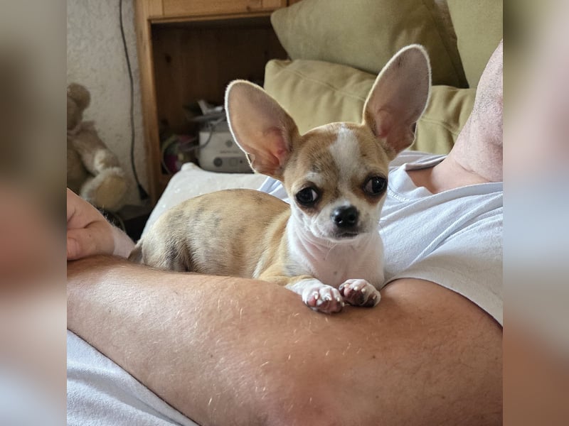 Chihuahuawelpen Desitiny, Disney und Deja vu suchen DICH auf Lebenszeit!