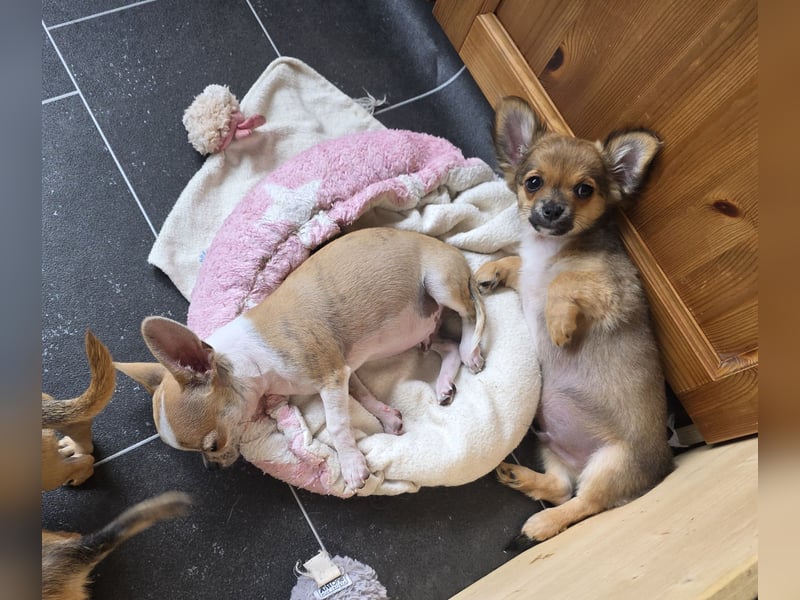 Chihuahuawelpen Desitiny, Disney und Deja vu suchen DICH auf Lebenszeit!