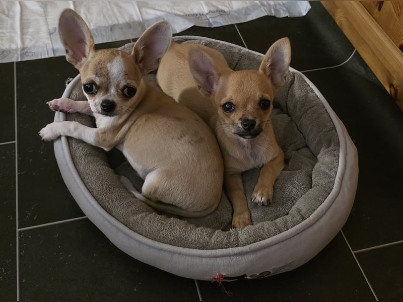 Chihuahuawelpen Desitiny, Disney und Deja vu suchen DICH auf Lebenszeit!