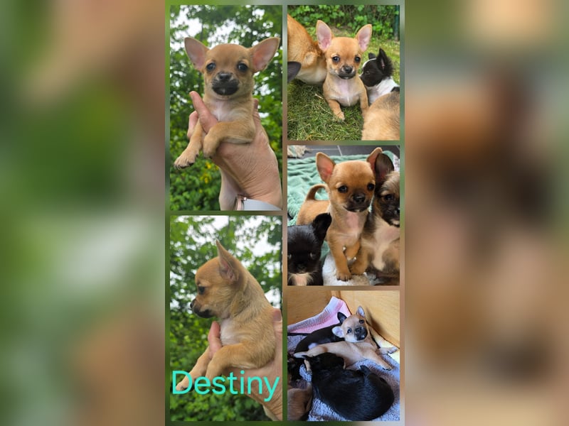 Chihuahuawelpen Desitiny, Disney und Deja vu suchen DICH auf Lebenszeit!