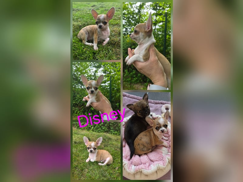 Chihuahuawelpen Desitiny, Disney und Deja vu suchen DICH auf Lebenszeit!