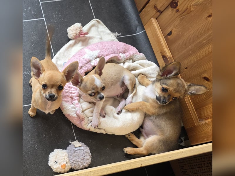Chihuahuawelpen Desitiny, Disney und Deja vu suchen DICH auf Lebenszeit!