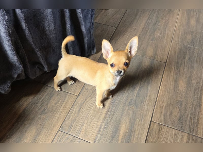 Chihuahuawelpen Desitiny, Disney und Deja vu suchen DICH auf Lebenszeit!