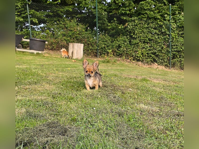 Chihuahuawelpen Desitiny, Disney und Deja vu suchen DICH auf Lebenszeit!