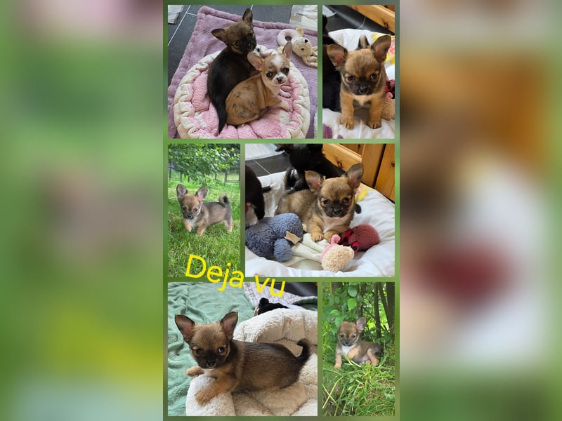 Chihuahuawelpen Desitiny, Disney und Deja vu suchen DICH auf Lebenszeit!