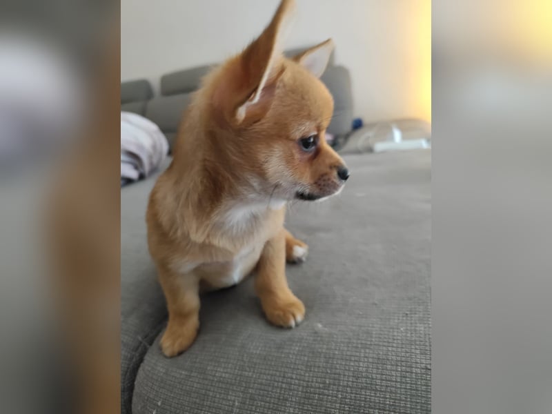 12 Wochen alter Chihuahua/Malteser Mix