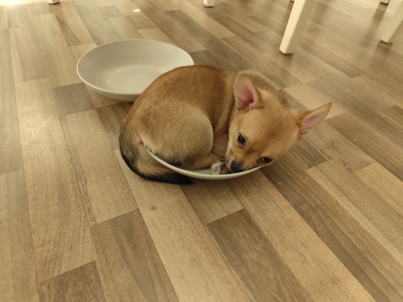 12 Wochen alter Chihuahua/Malteser Mix