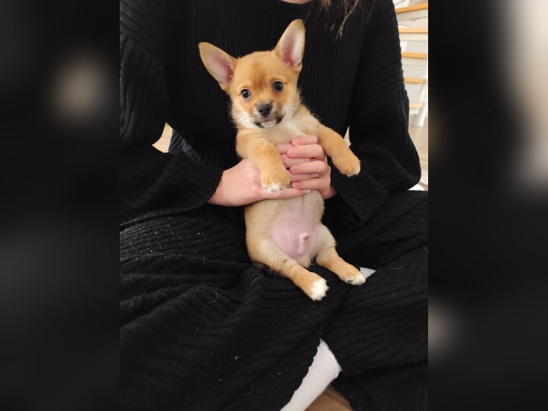 12 Wochen alter Chihuahua/Malteser Mix