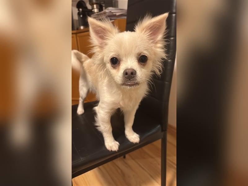 Simba Chihuahua Kleinspitz