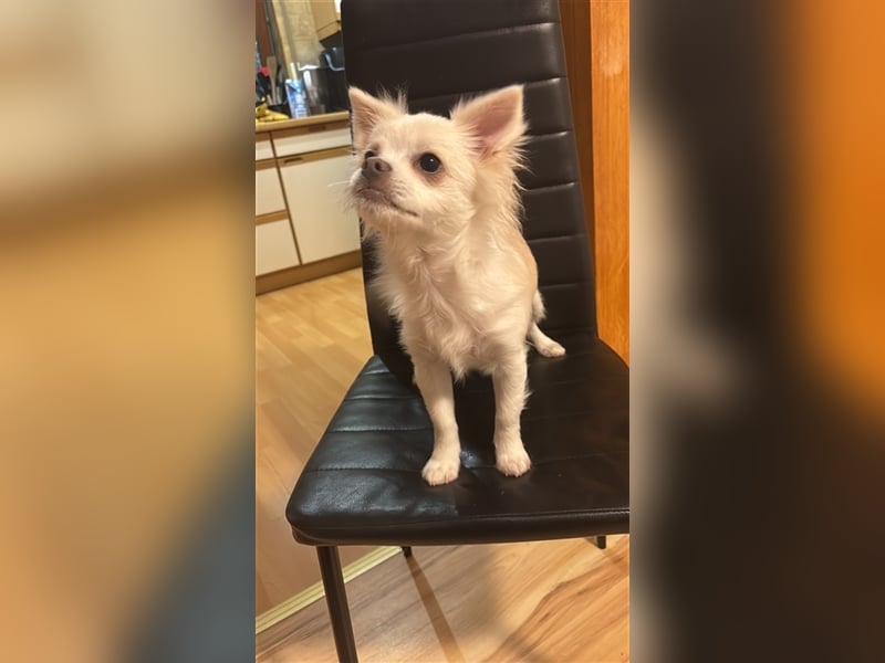 Simba Chihuahua Kleinspitz