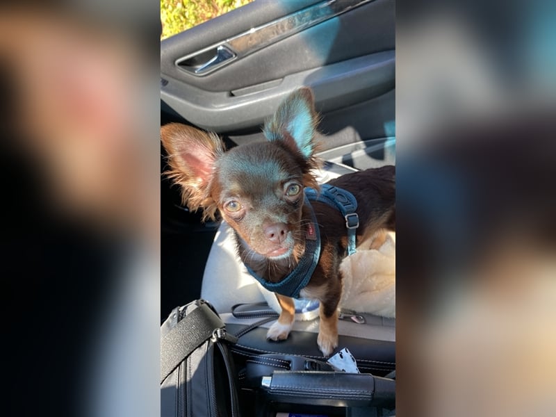 Chihuahua in sehr gute Hände abzugeben