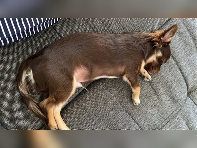 Chihuahua in sehr gute Hände abzugeben