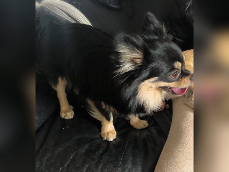Buddy sucht ein liebevolles Zuhause