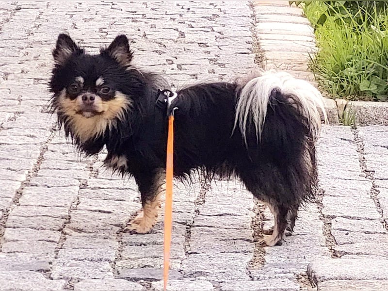 Buddy sucht ein liebevolles Zuhause