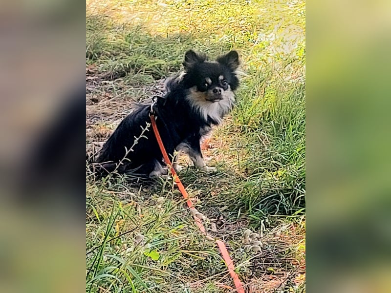 Buddy sucht ein liebevolles Zuhause