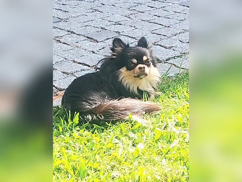 Buddy sucht ein liebevolles Zuhause