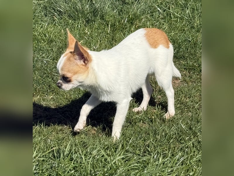 Chihuahua Rüde 9 Monate alt mit Ahnentafel
