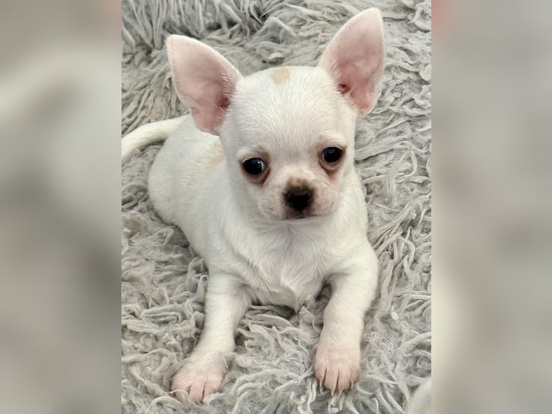 Chihuahua Rüden 9 Wochen alt mit Ahnentafel