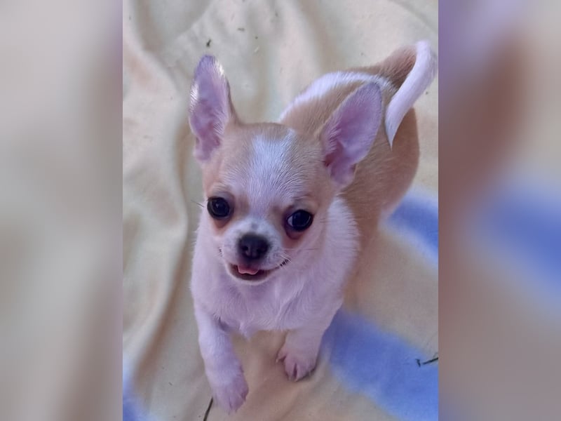 Chihuahua Rüden 9 Wochen alt mit Ahnentafel