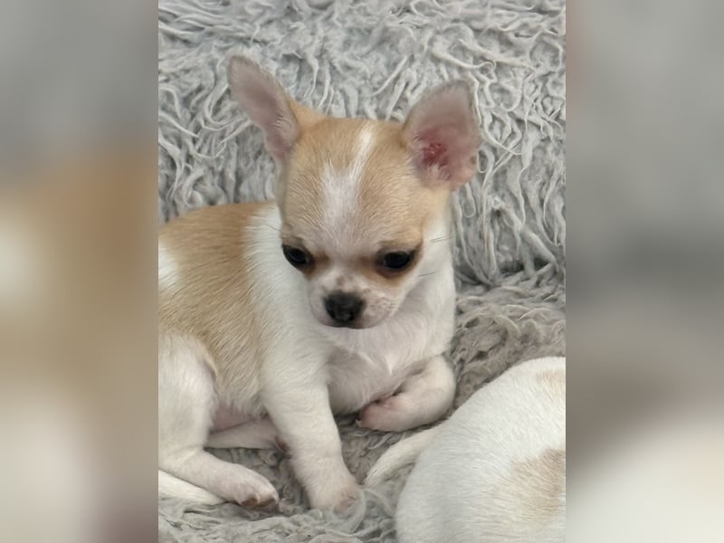 Chihuahua Rüden 9 Wochen alt mit Ahnentafel