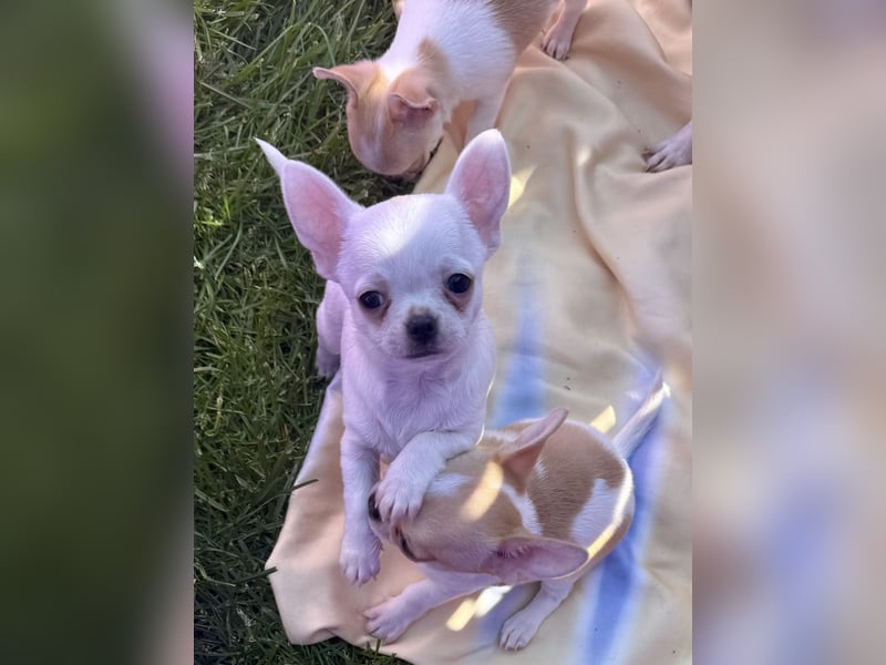 Chihuahua Rüden 9 Wochen alt mit Ahnentafel