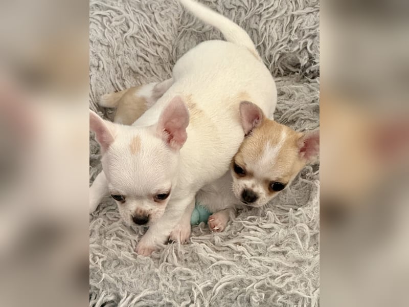 Chihuahua Rüden 9 Wochen alt mit Ahnentafel