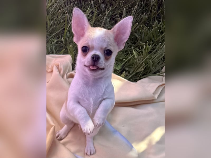 Chihuahua Rüden 9 Wochen alt mit Ahnentafel