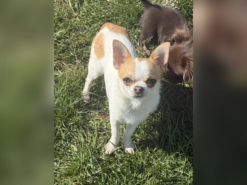 Chihuahua Rüde 9 Monate alt mit Ahnentafel