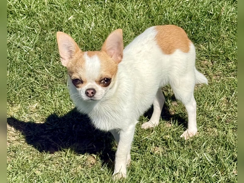 Chihuahua Rüde 9 Monate alt mit Ahnentafel
