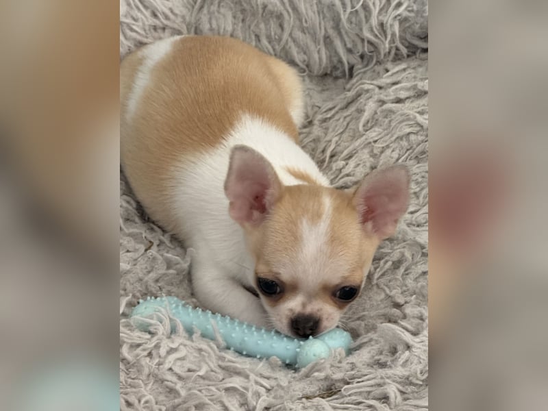 Chihuahua Rüden 9 Wochen alt mit Ahnentafel