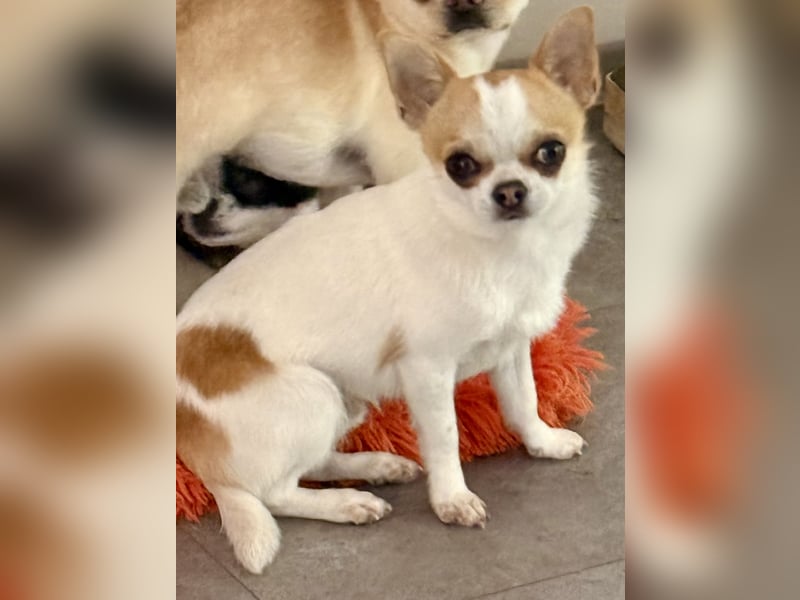 Chihuahua Rüde 9 Monate alt mit Ahnentafel