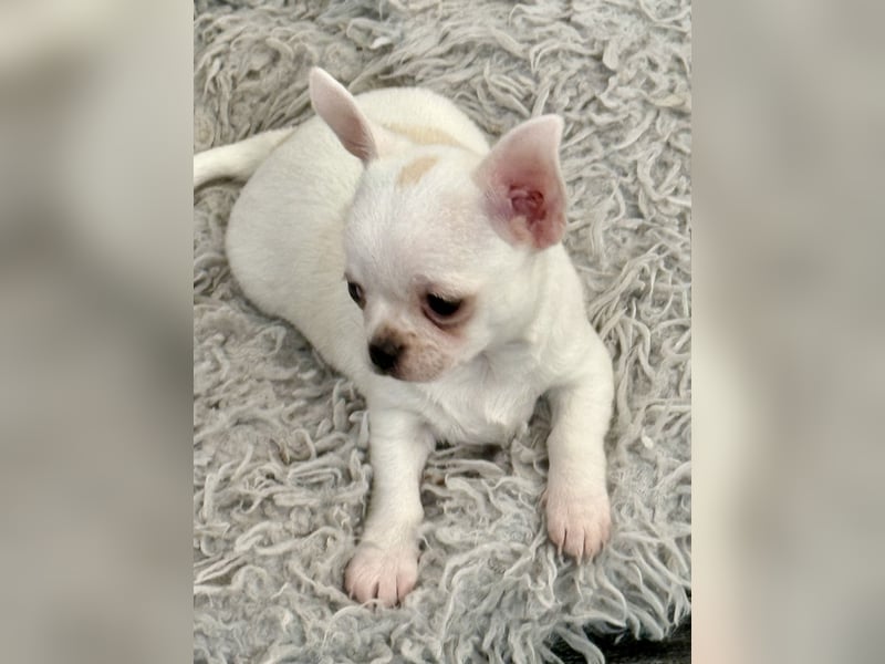Chihuahua Rüden 9 Wochen alt mit Ahnentafel