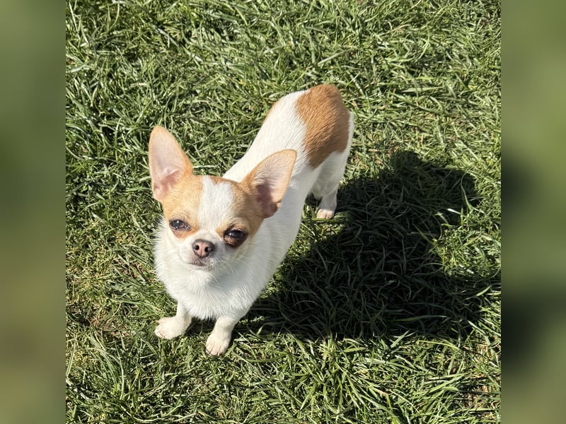 Chihuahua Rüde 9 Monate alt mit Ahnentafel