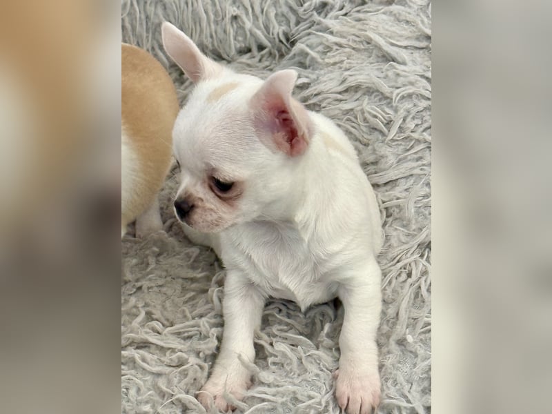 Chihuahua Rüden 9 Wochen alt mit Ahnentafel