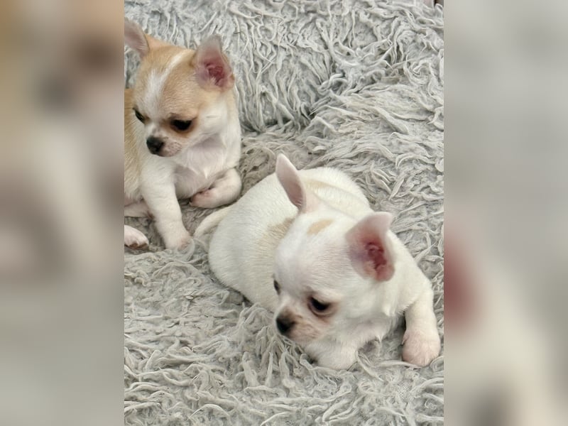 Chihuahua Rüden 9 Wochen alt mit Ahnentafel