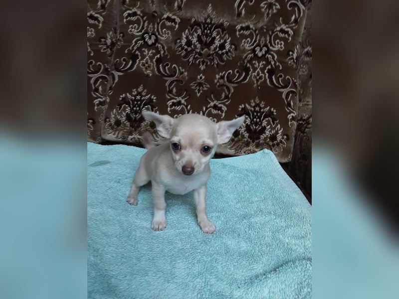 Reinrassige Chihuahua Welpen, Papiere, verkaufen