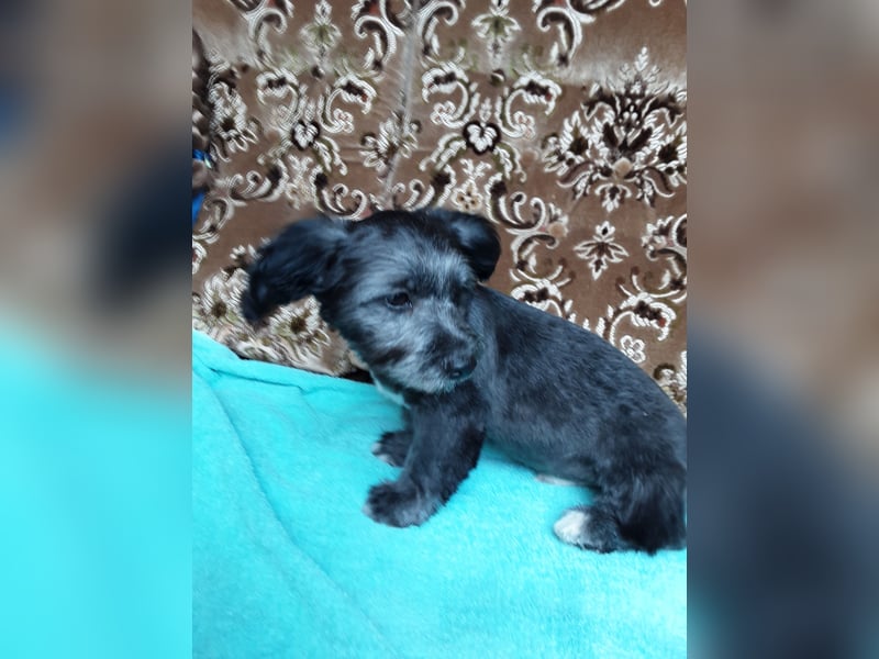 Chihuahua Welpen verkaufen
