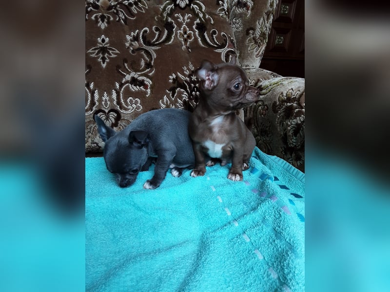 Reinrassige Chihuahua Welpen, Papiere, verkaufen