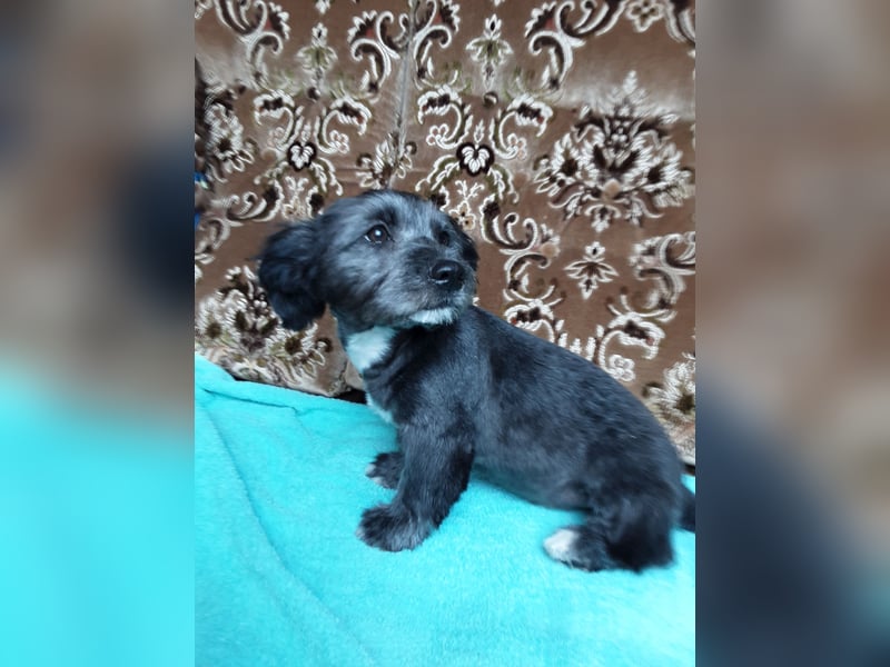 Chihuahua Welpen verkaufen