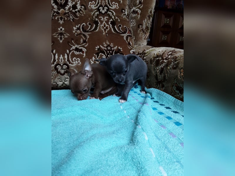 Reinrassige Chihuahua Welpen, Papiere, verkaufen