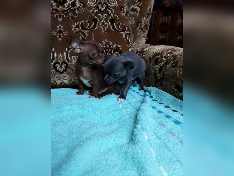 Reinrassige Chihuahua Welpen, Papiere, verkaufen