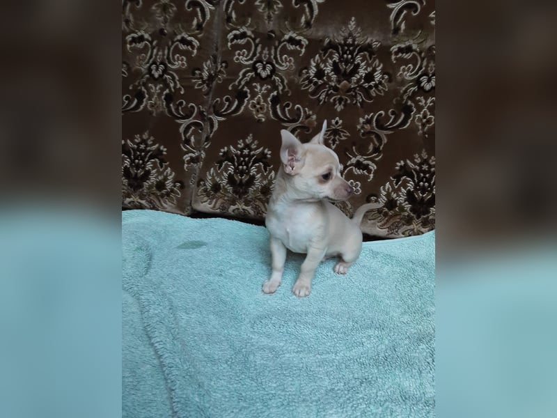 Reinrassige Chihuahua Welpen, Papiere, verkaufen