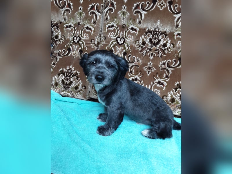 Chihuahua Welpen verkaufen