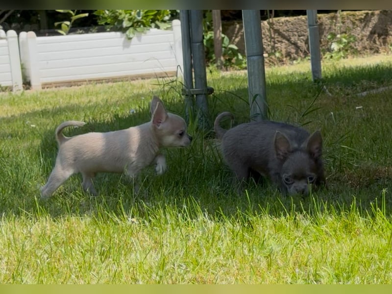 Chihuahua Welpen reinrassig Rüde Mai2025