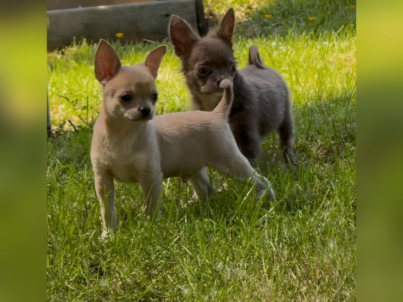 Chihuahua Welpen reinrassig Rüde Mai2025